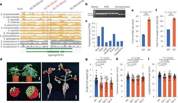 Characterization of a wild tomato cytochrome P450 gene, Sgal12g015720.