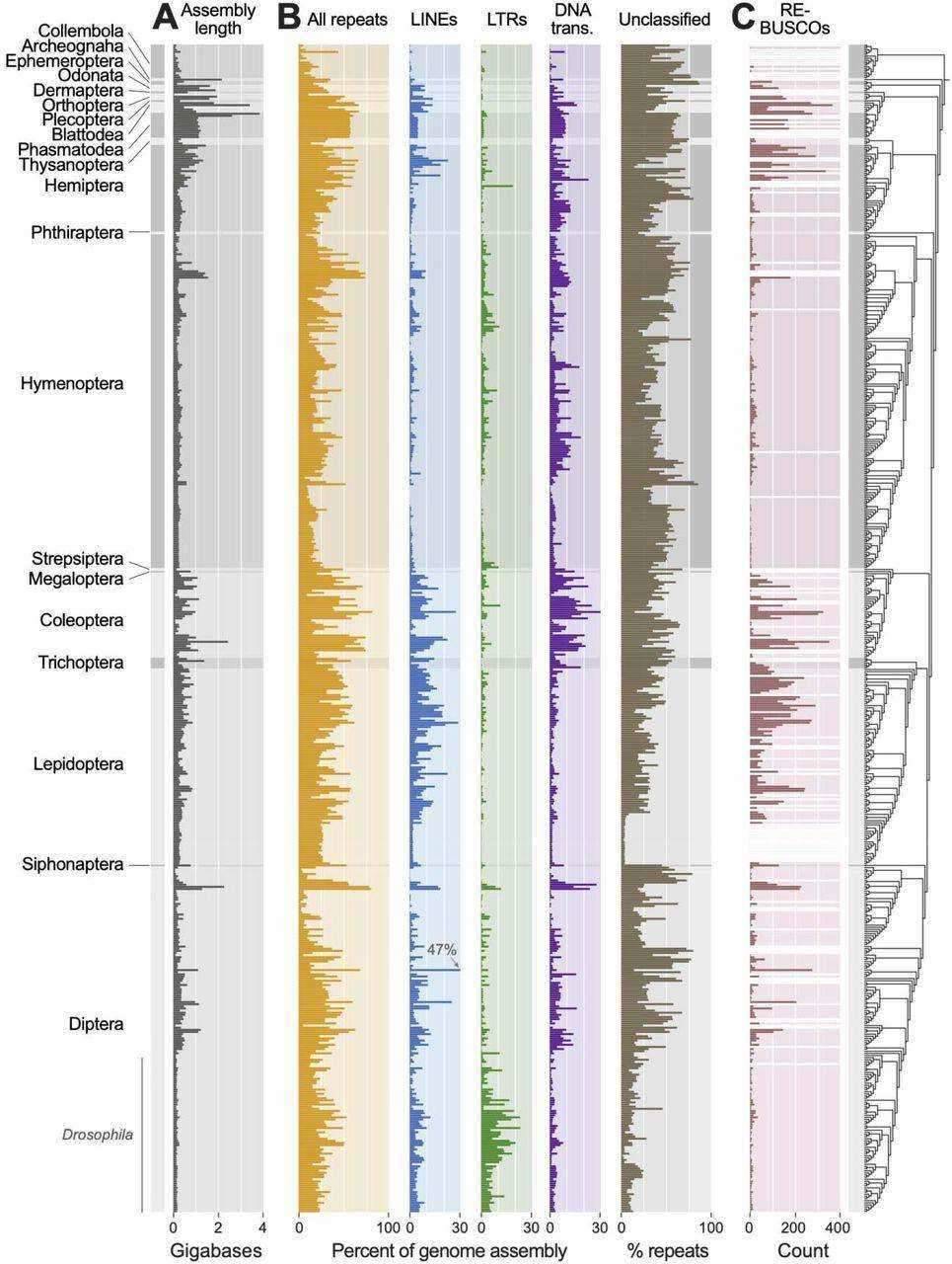 Exploring the Abundance and Distribution of Repeat Sequences in Insect Genomes