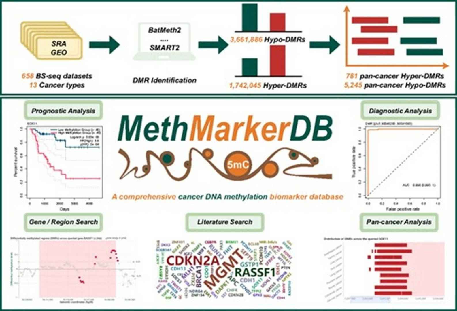 MethMarkerDB: A comprehensive database for cancer DNA methylation biomarkers. (Zhu, Zhixian, et al., 2024)