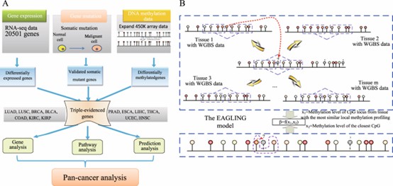 A: Multi-omics data from 13 cancers in the TCGA database were analyzed to identify genes that are differentially expressed, differentially methylated, and contain somatic mutations. (Fan S, et al., 2019)