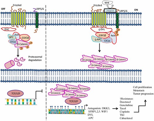 Activation of the Wnt/β-catenin signaling pathway in cancer therapy resistance due to methylation. (Romero-Garcia et al., 2020)