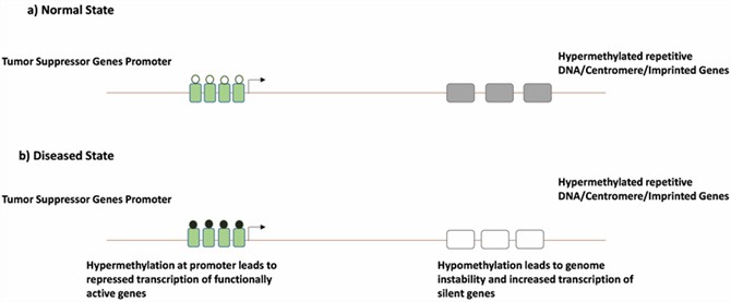 Illustration of hypermethylation and hypomethylation patterns in normal versus diseased states. (Lee, Min Seob, et al., 2023)