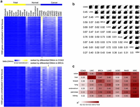 Cancer DNA methylation patterns independent of tissue type. (Chen, Y et al., 2016)