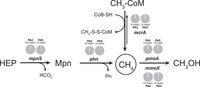 Methane cycling potential in the Arabian Sea oxygen minimum zone.