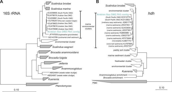 Phylogenetic inference of Scalindua-related contigs assembled from the OMZ metagenomes.