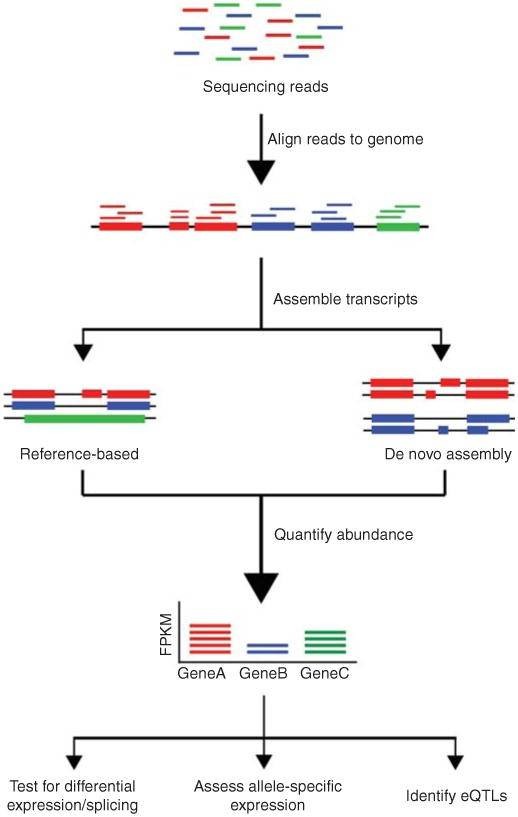 Analysis results of integrated ATAC-seq and RNA-seq results.