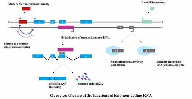 Figure 1. Summary of various functions performed by long non-coding RNA.