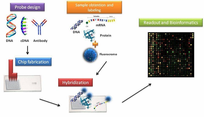Fig2. Workflow Overview of Microarray Services.