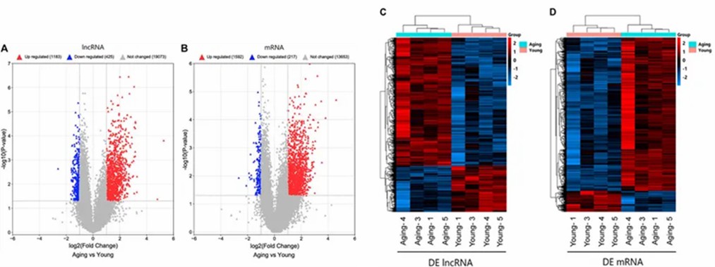 FIGURE 1. Detection of differentially expressed lncRNAs and mRNAs. (Ai et al., 2022)
