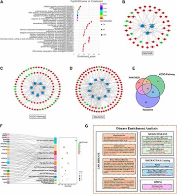FIGURE 2. Functional enrichment analysis of differentially expressed mRNAs. (Ai et al., 2022)