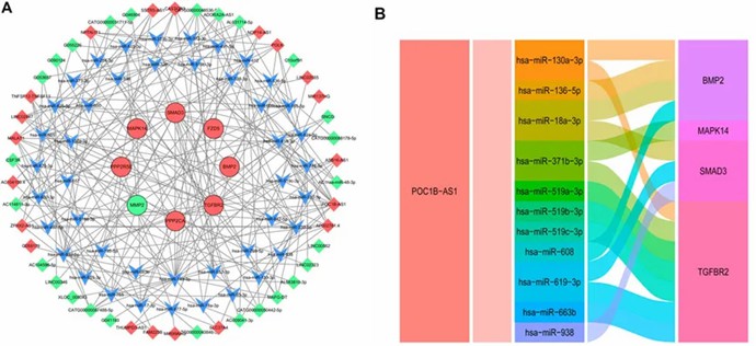 FIGURE 3. Analysis of competing endogenous RNAs (ceRNA). (Ai et al., 2022)
