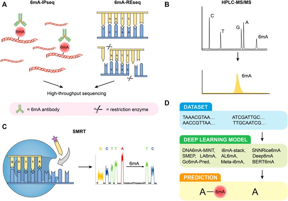 Figure 1. Different Methods for Detecting 6mA. (Li et al., DNA N6-methyladenine modification in eukaryotic genome. 2022)