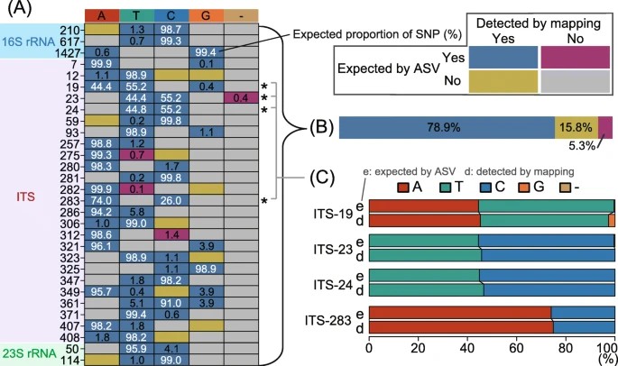 Figure 1. Comparative Analysis of Single-Nucleotide Polymorphisms Predicted from Amplicon Sequence Variants and those Identified through Metagenomic Read Mapping of CL500-11 Sequences from Lake Biwa. (Okazaki et al., Microdiversity and phylogeographic diversification of bacterioplankton in pelagic freshwater systems revealed through long-read amplicon sequencing. 2021)