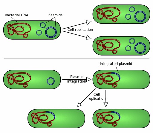 Figure 1. Autonomous replication and genomic integration of bacterial plasmids.