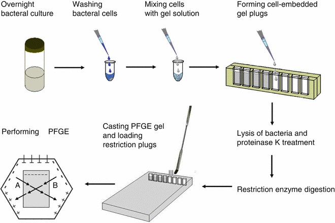 Figure 2. Pulsed field gel electrophoresis