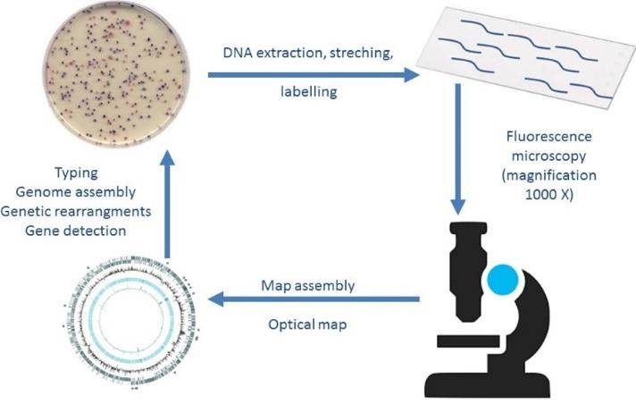 Figure 3. Optical mapping of plasmids