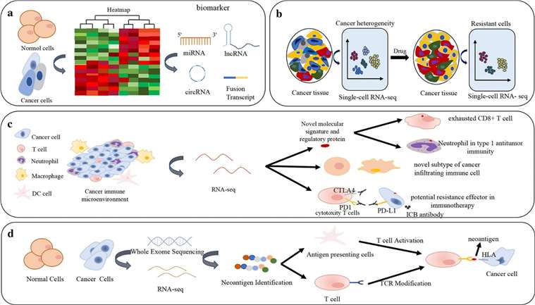 Figure 4. Applications of RNA-seq in differential expression analysis and cancer biomarkers, cancer heterogeneity and drug resistance, cancer immune microenvironment, immunotherapy and neoantigen.