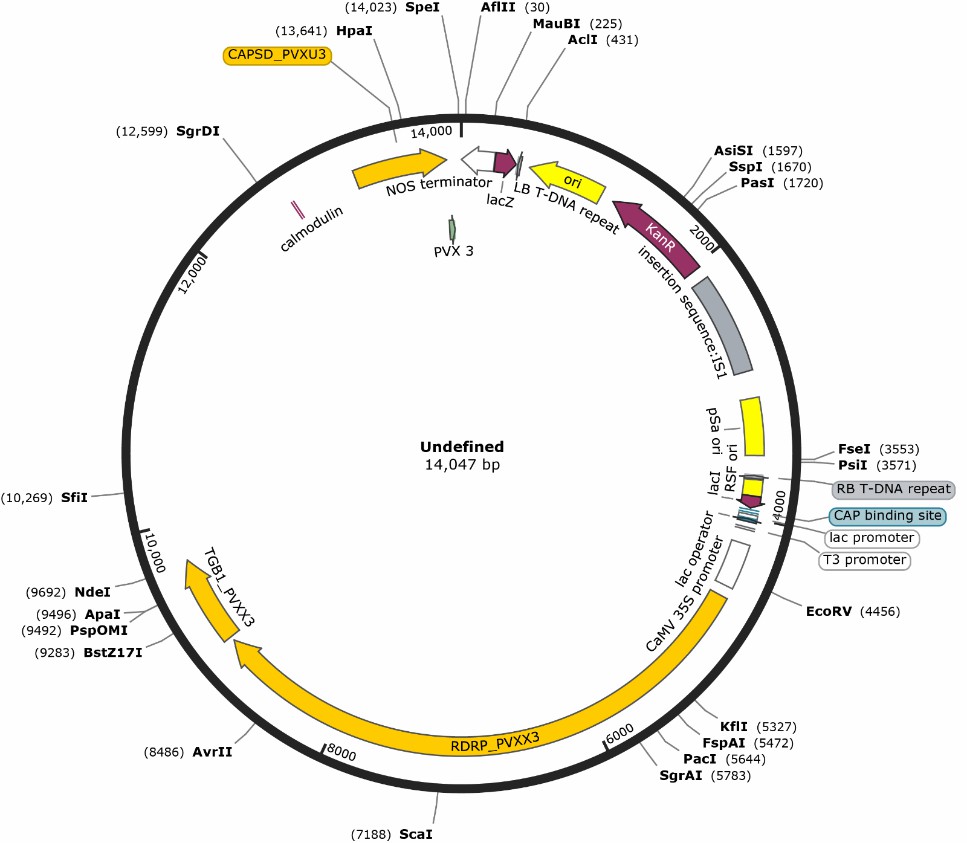 Figure 4. Plasmid circle diagram