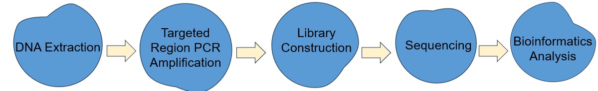 Fig.4 The workflow of 16S/18S/ITS amplicon sequencing