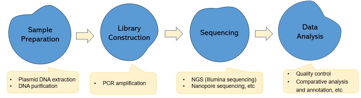 Plasmid Detection and Complete Plasmid DNA Sequencing
