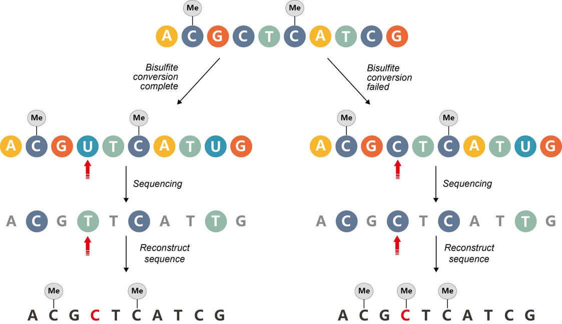 Figure 6. Incomplete bisulfite conversion.