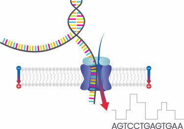 Plasmid Detection and Complete Plasmid DNA Sequencing