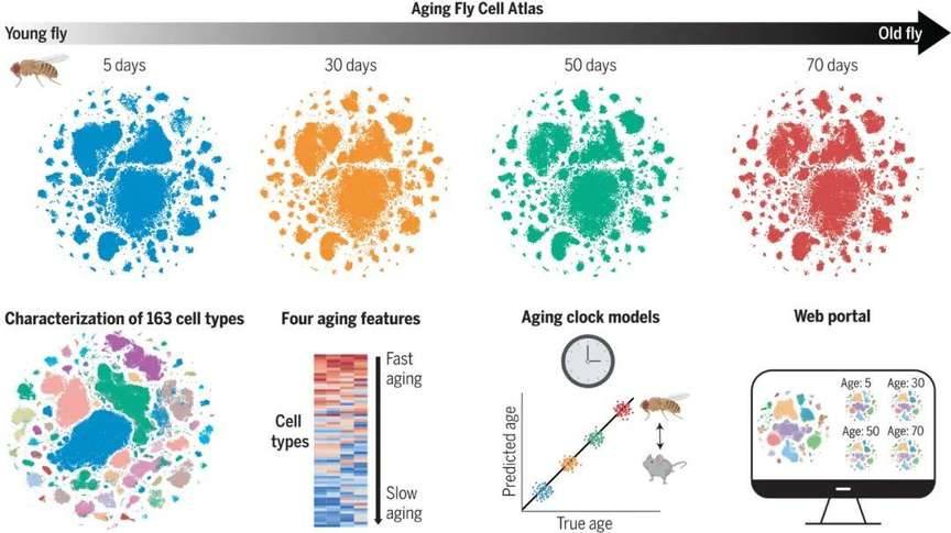 First Aging Fly Cell Atlas Reveals Aging Mechanisms in Drosophila Life Cycle