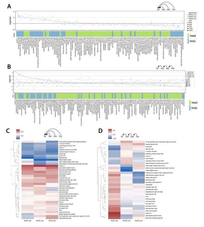 Changes in cell type composition during aging in Drosophila.