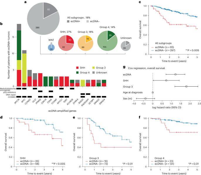 Fostering Tumor Heterogeneity: The Impact of Cyclic Extrachromosomal DNA (ecDNA)