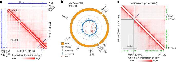 Chromatin interactions with MYC are rewired in a Group 3 medulloblastoma.