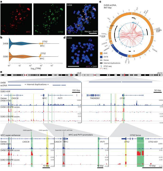 Enhancer rewiring in medulloblastoma ecDNA affects cell proliferation.