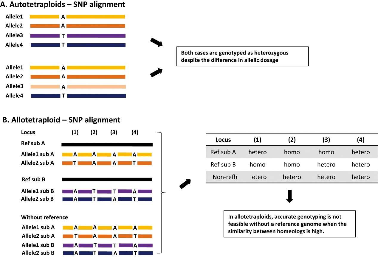 Challenges of GBS implementation in reference genome-lacking autotetraploid species (Kim et al., 2016)