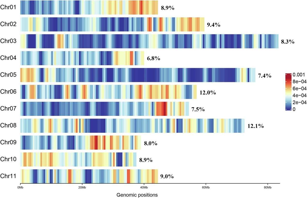 Genome-wide SNP distribution patterns across Eucalyptus grandis chromosomes revealed by GBS (Wang et al., 2023)