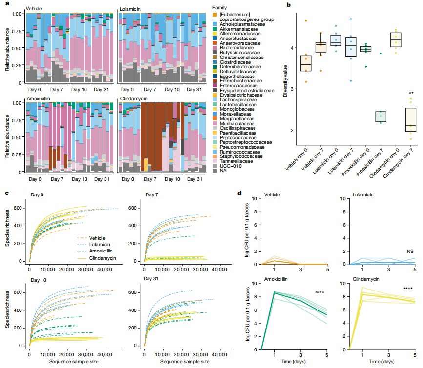 Analysis showing how lolamicin maintains gut microbiome integrity and inhibits Clostridioides difficile growth.