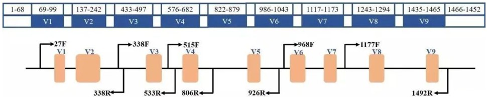 Diagram illustrating the structural components of the 16S rRNA gene used for microbial diversity analysis.