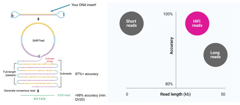 Sequencing workflow diagram alongside a demonstration of PacBio sequencing accuracy from the official website.