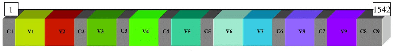 What Is Full-length 16S/18S/ITS Amplicon Sequencing 