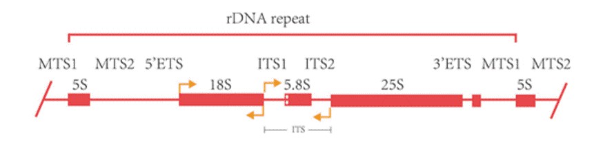 What Is Full-length 16S/18S/ITS Amplicon Sequencing 