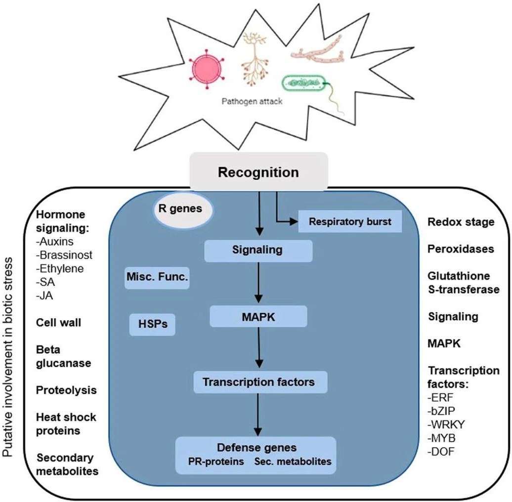 Regulatoryoverview of the differentially expressed genes involved in plant response tobiotic stress.