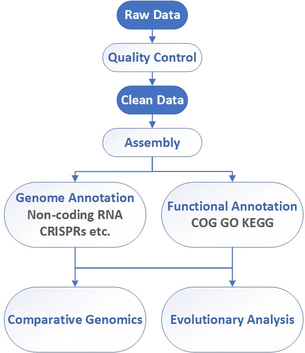 The Data Analysis Pipeline of Fungal Whole Genome de novo Sequencing.
