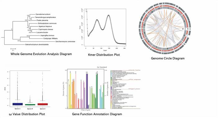 The Fungal Whole Genome de novo Sequencing Results Display Figure.