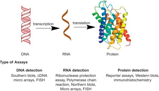 Gene Expression Profiling Techniques: A Comprehensive Overview