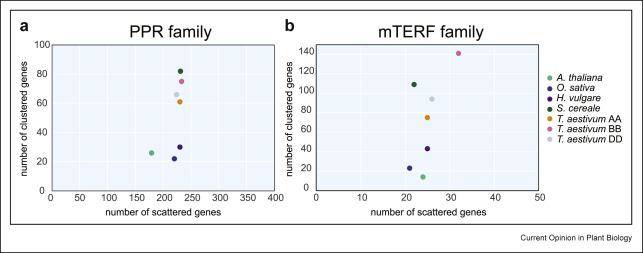 Gene Families Linked to Fertility Restoration in Cereals