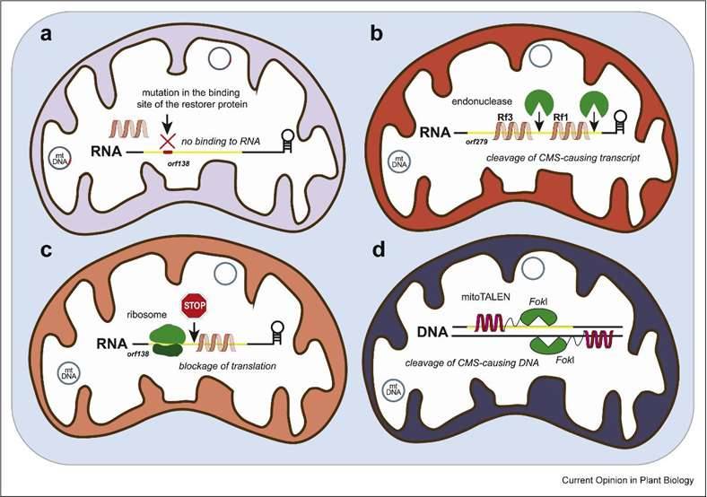 Mitochondrial-nuclear genome interactions in CMS and fertility restoration in plants.