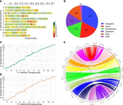 SNP calling and genetic mapping construction. (Fang et al., 2020)