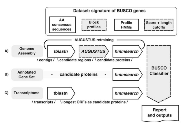 Genome Assembly and Annotation: Background, Workflow and Applications