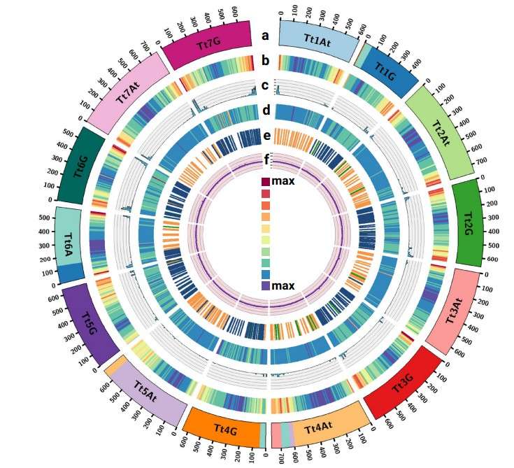 The chromosome-scale assembly characteristics.
