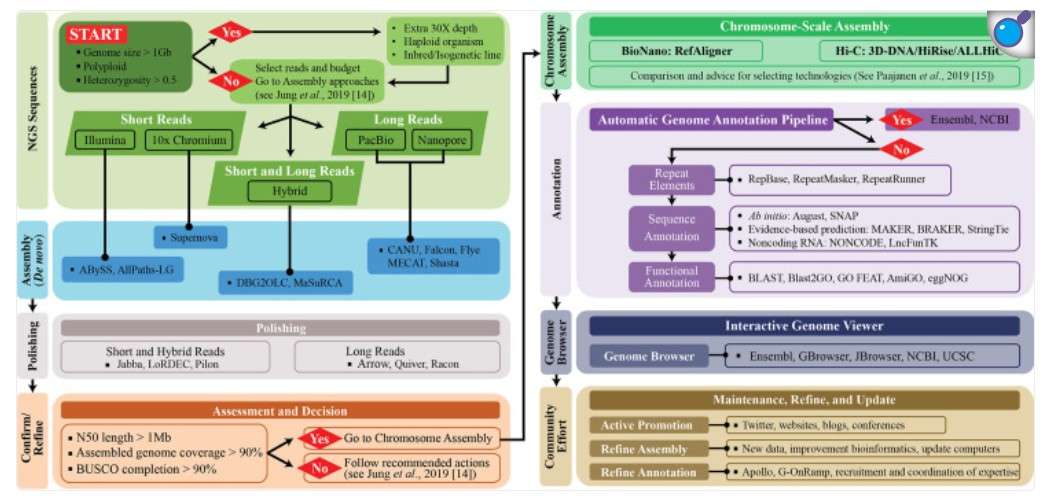 Genome Assembly Steps: From Reads to Complete Genome