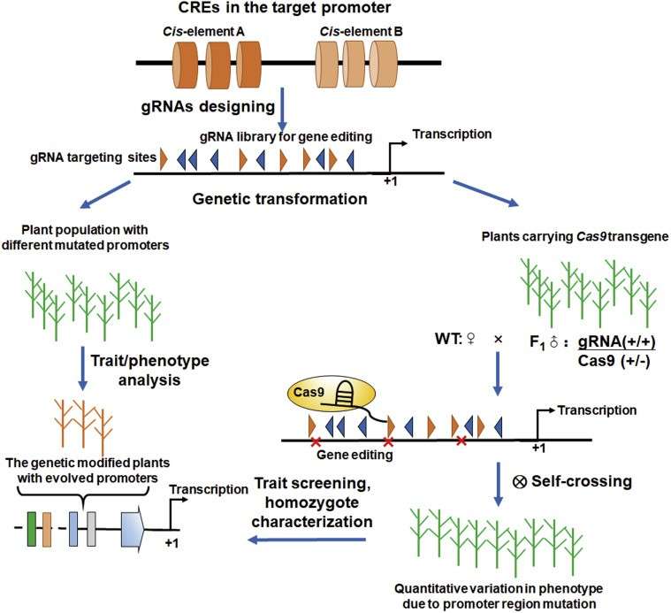 CRISPR/Cas9 makes site-specific modifications in plants.