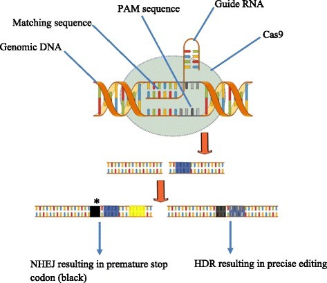 CRISPR/Cas9 mechanism.